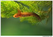 Great-Crested-Newt-lava 3